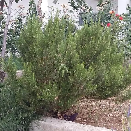 Tamaris Trogir